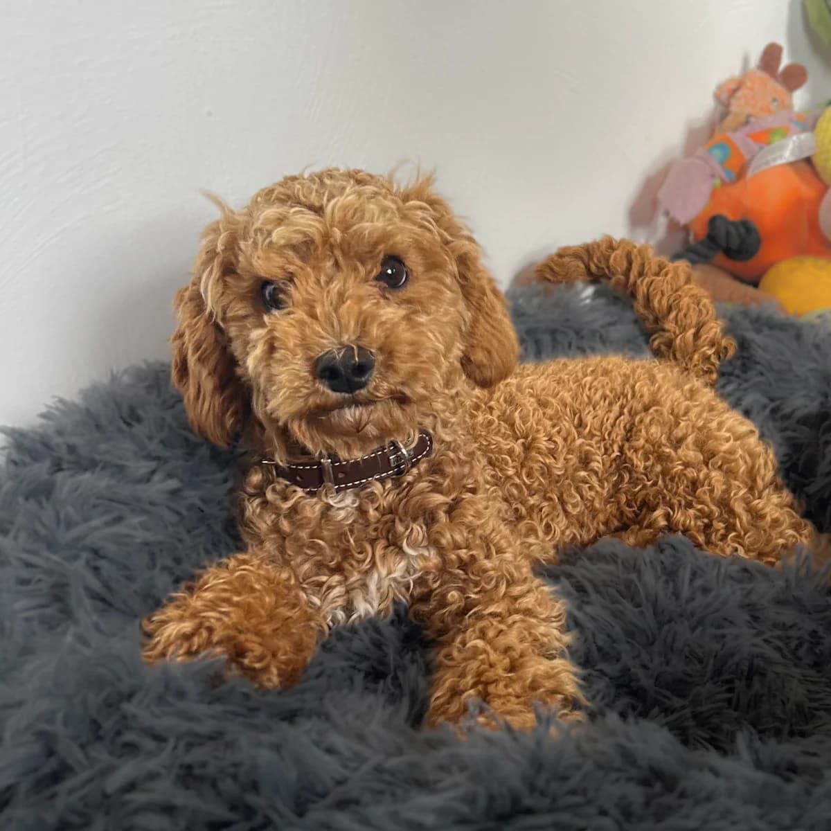 Puck, male puppy Maltese for adoption at Tierheim Darmstadt, Darmstadt