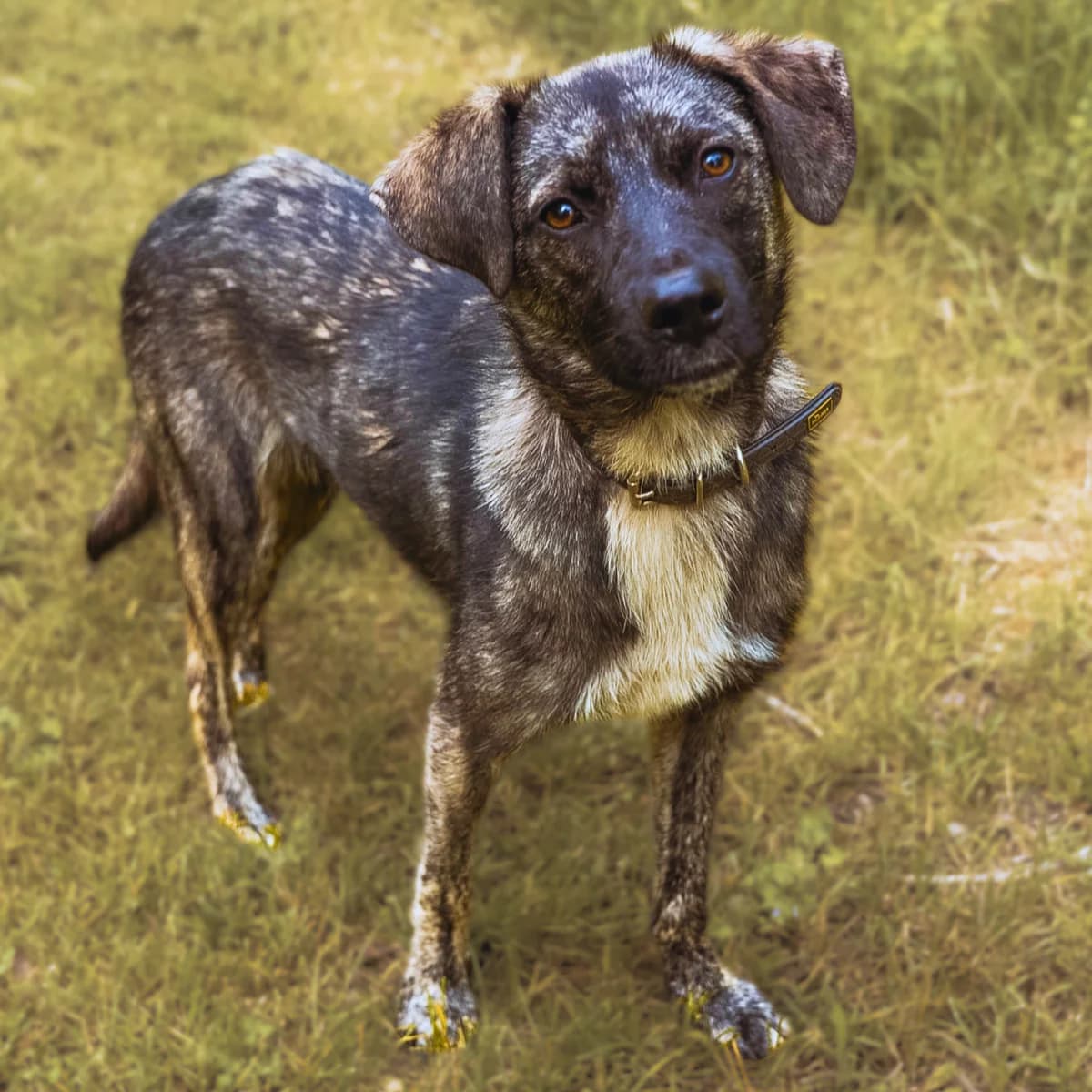 Nouri, male young Mixed Breed for adoption at Tierheim Darmstadt, Darmstadt