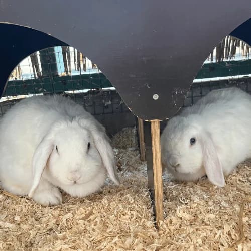 Yuki & Bianca, female 6yo mixed breed for adoption at Tierheim Darmstadt, Darmstadt