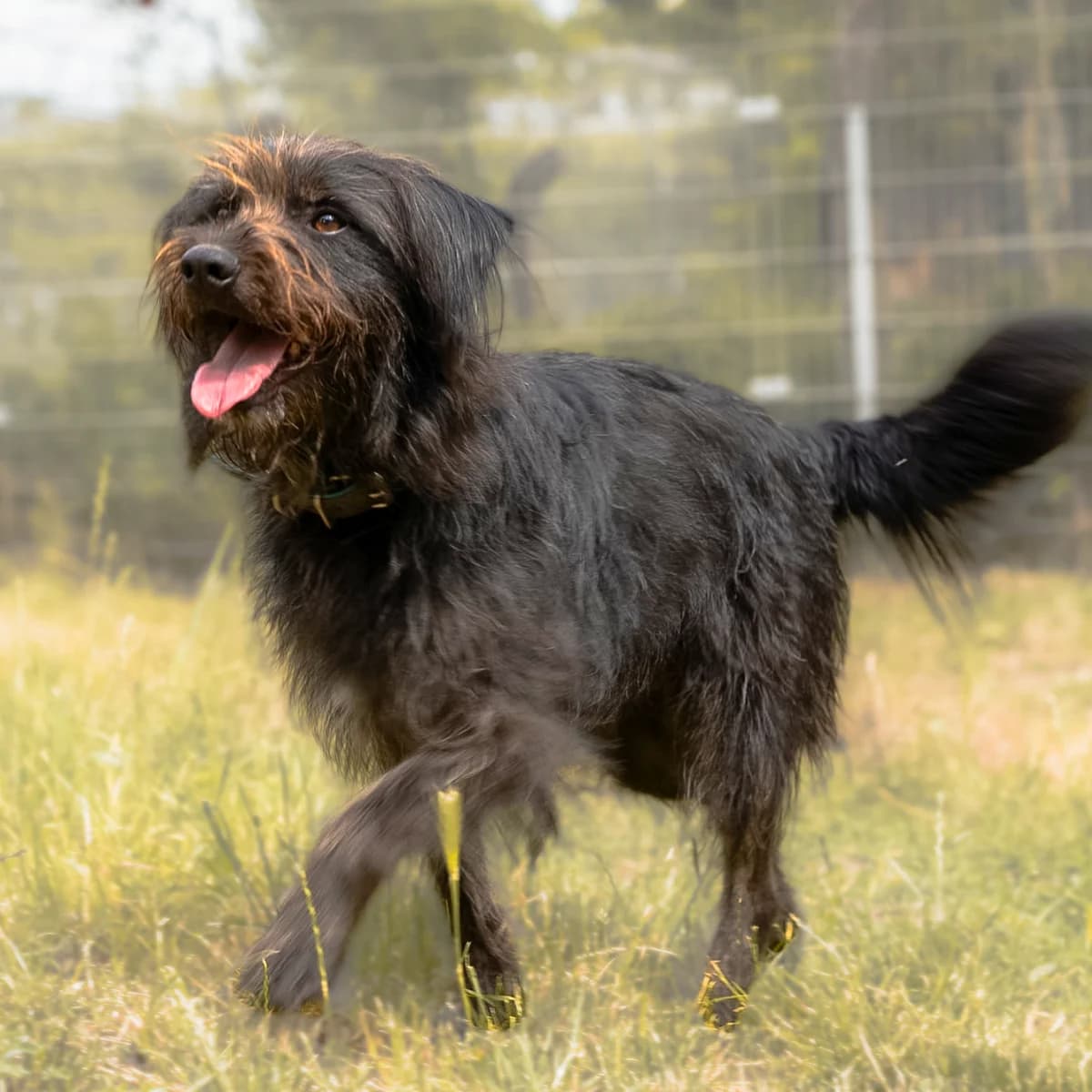 Joshi, male 5yo Mixed Breed for adoption at Tierheim Darmstadt, Darmstadt