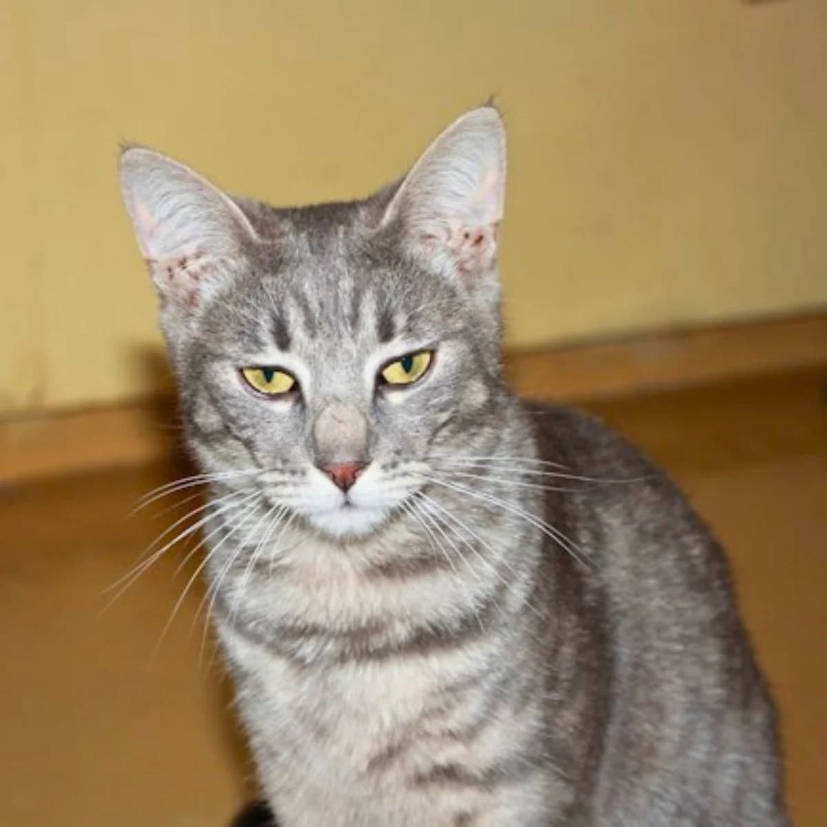 Evi, female young European Shorthair for adoption at Tierheim Darmstadt, Darmstadt