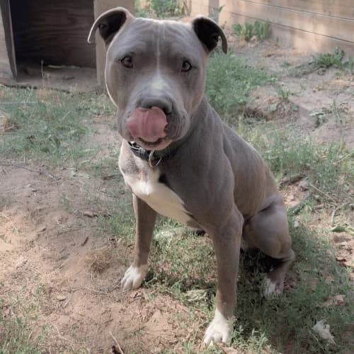 Yigit, male Staffordshire Bull Terrier for adoption at Tierheim Darmstadt, Darmstadt
