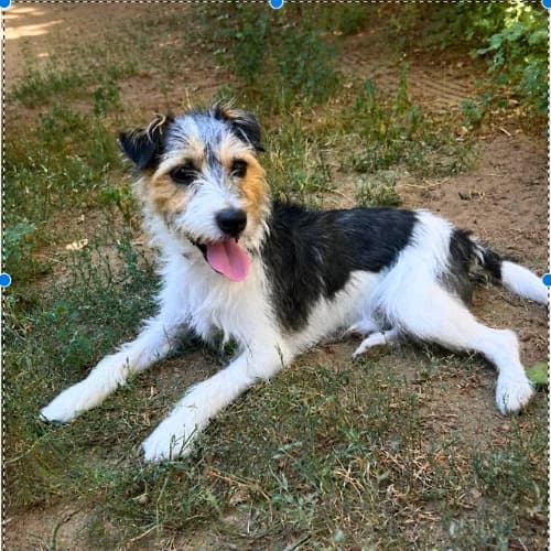Kalle Krawalle, male 7yo mixed breed for adoption at Tierheim Darmstadt, Darmstadt