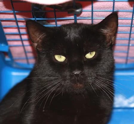 Rufus, male 4yo European Shorthair for adoption at Tierheim Darmstadt, Darmstadt