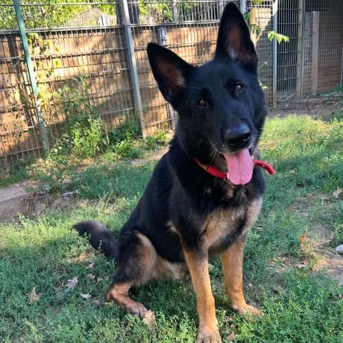 Apollo, male senior German Shepherd for adoption at Tierheim Darmstadt, Darmstadt