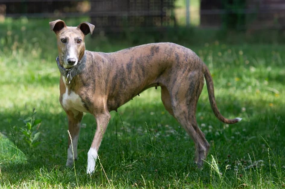 Smiley, female 5yo mixed breed for adoption at Tierheim Darmstadt, Darmstadt