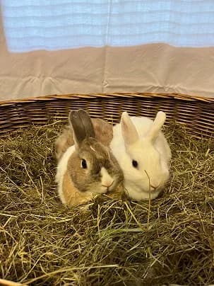 Lotti und Karotti, male 4yo mixed breed for adoption at Tierheim Darmstadt, Darmstadt