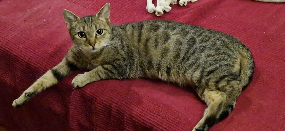 Malou, female young European Shorthair for adoption at Tierheim Darmstadt, Darmstadt