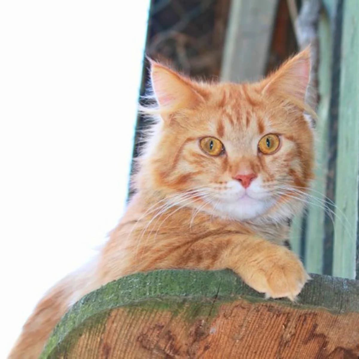 Elvis, male young Maine Coon for adoption at Tierheim Darmstadt, Darmstadt