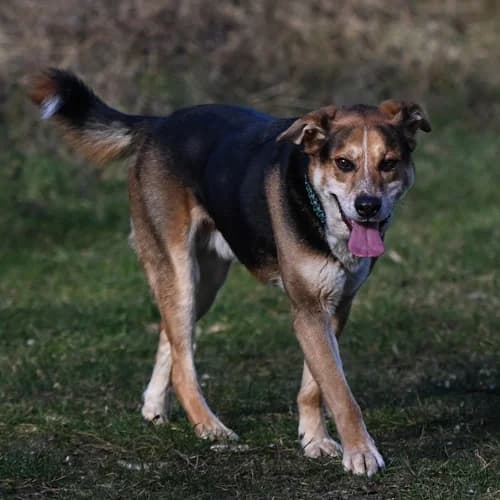 Milow, male senior Mixed Breed for adoption at Tierheim Darmstadt, Darmstadt
