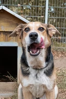 Milow, male senior Mixed Breed for adoption at Tierheim Darmstadt, Darmstadt