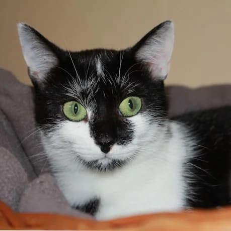 Josefine, female young European Shorthair for adoption at Tierheim Darmstadt, Darmstadt