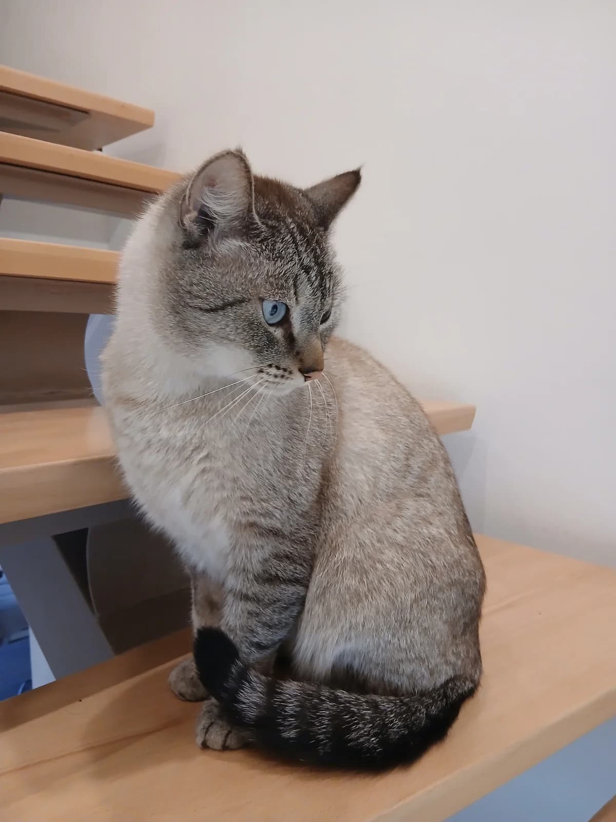 Terence, male 5yo mixed breed for adoption at Tierheim Darmstadt, Darmstadt