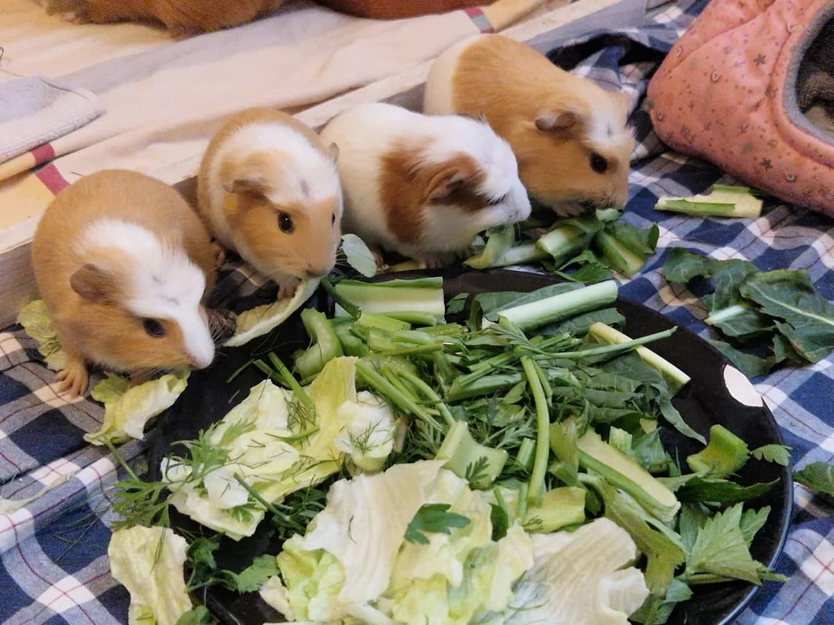 Meerschweichen, female mixed breed for adoption at Tierheim Darmstadt, Darmstadt