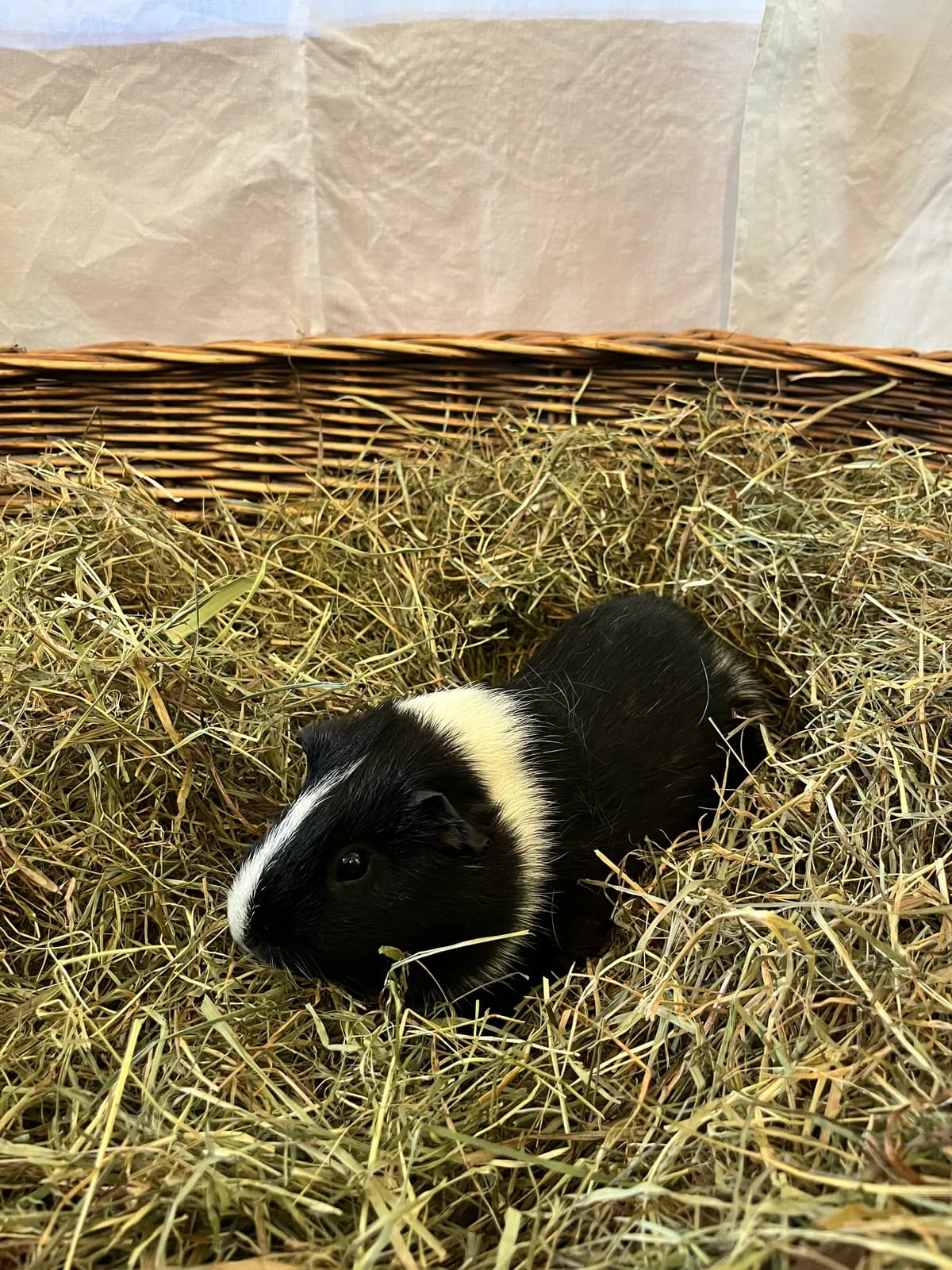 Max, male young mixed breed for adoption at Tierheim Darmstadt, Darmstadt