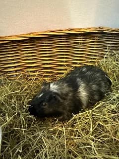 Wilhelm, male puppy mixed breed for adoption at Tierheim Darmstadt, Darmstadt