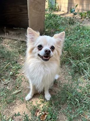 Bubi, male 6yo Chihuahua for adoption at Tierheim Darmstadt, Darmstadt