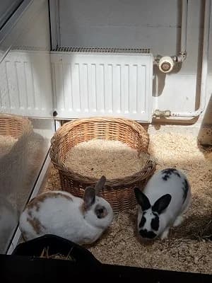 Bilbo und Sam, male young mixed breed for adoption at Tierheim Darmstadt, Darmstadt