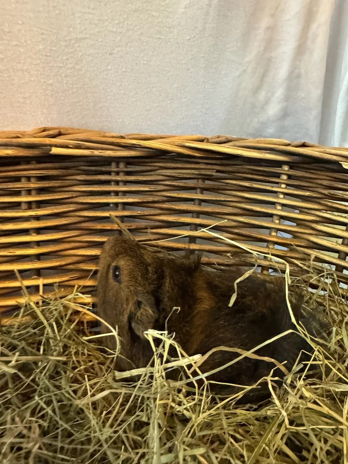 Onion, female puppy mixed breed for adoption at Tierheim Darmstadt, Darmstadt