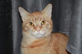 Clementine, female young European Shorthair for adoption at Tierheim Darmstadt, Darmstadt