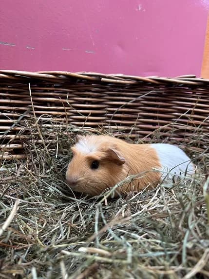 Ferri, male mixed breed for adoption at Tierheim Darmstadt, Darmstadt
