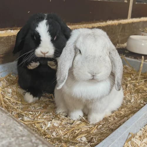 Juno & Newton, schwarz male young mixed breed for adoption at Tierheim Darmstadt, Darmstadt