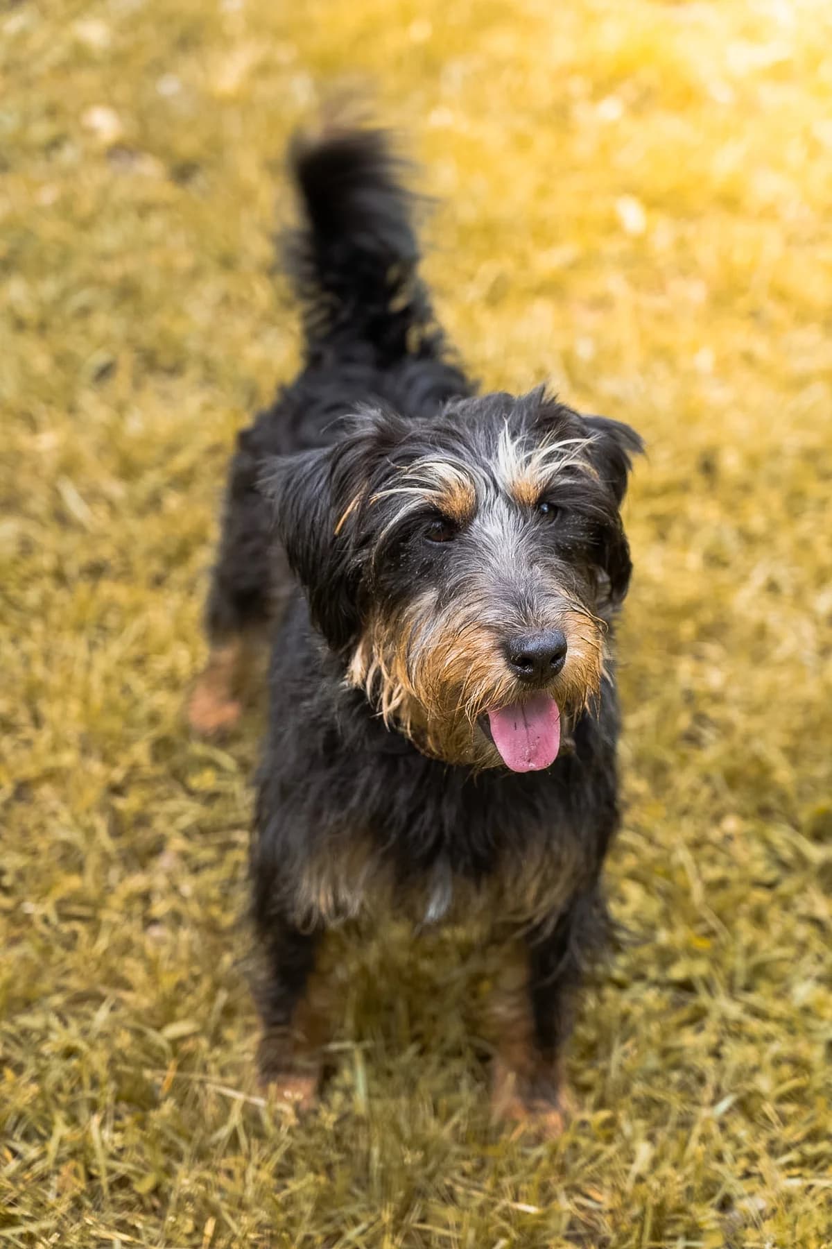 Rudolf, male 7yo Mixed Breed for adoption at Tierheim Darmstadt, Darmstadt