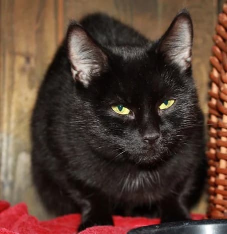 Lulu, female 3yo European Shorthair for adoption at Tierheim Darmstadt, Darmstadt