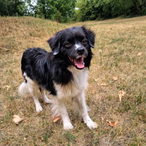 Sanji, male young Mixed Breed for adoption at Tierheim Darmstadt, Darmstadt