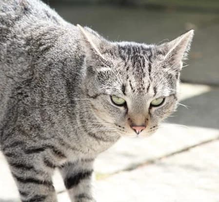 Jack, male young European Shorthair for adoption at Tierheim Darmstadt, Darmstadt