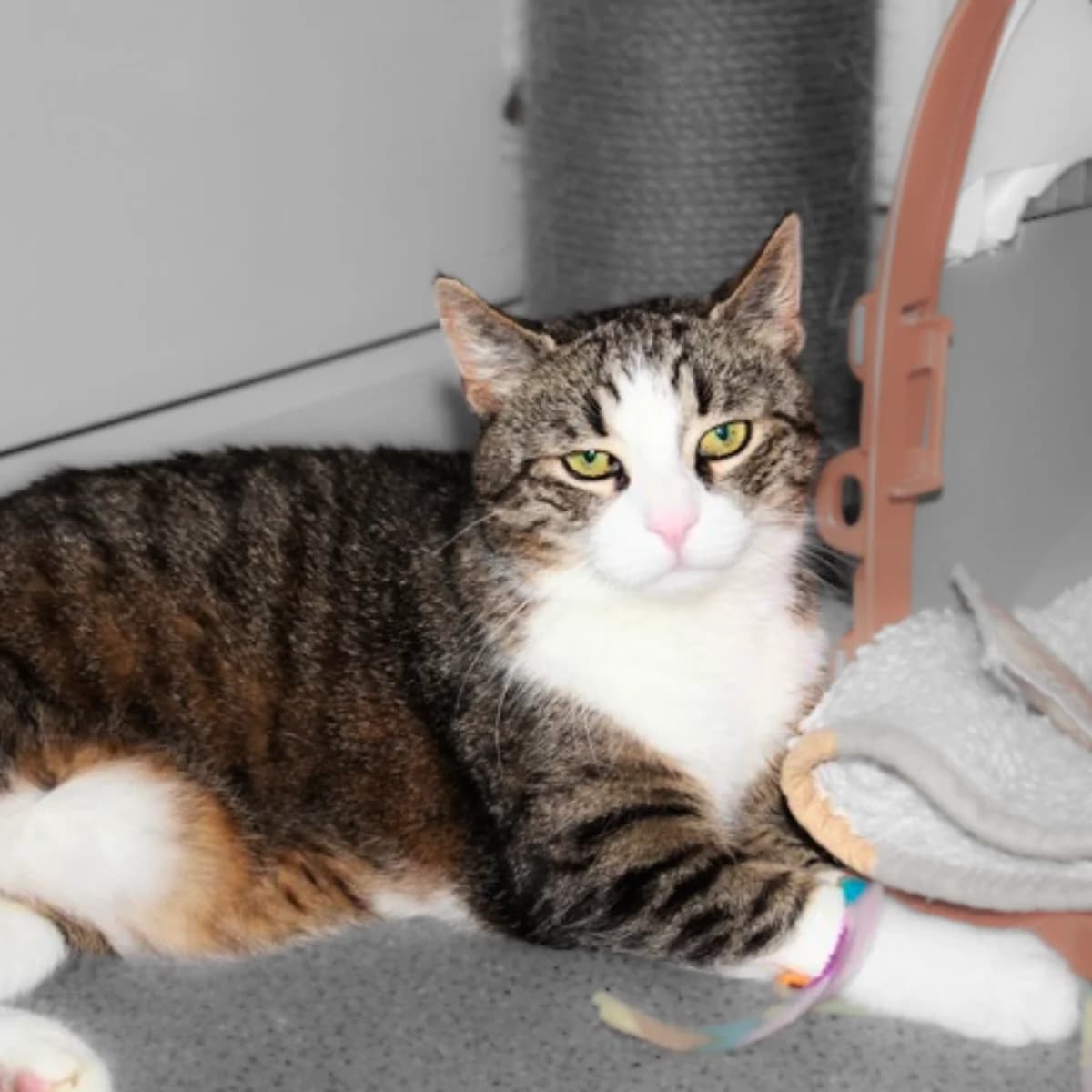 Elvis Purrsley, male 4yo European Shorthair for adoption at Tierheim Darmstadt, Darmstadt