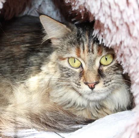 My Fair Lady, female young Maine Coon for adoption at Tierheim Darmstadt, Darmstadt