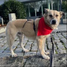 Billy, male 5yo Mixed Breed for adoption at Tierheim Darmstadt, Darmstadt