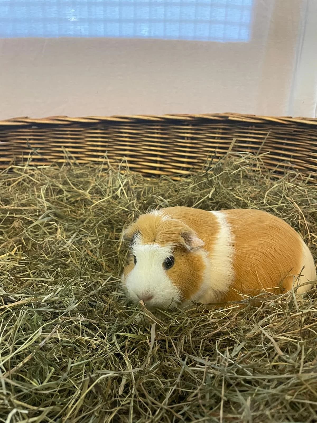 Pitu, female young mixed breed for adoption at Tierheim Darmstadt, Darmstadt