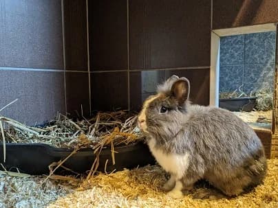 Bugs, male mixed breed for adoption at Tierheim Darmstadt, Darmstadt