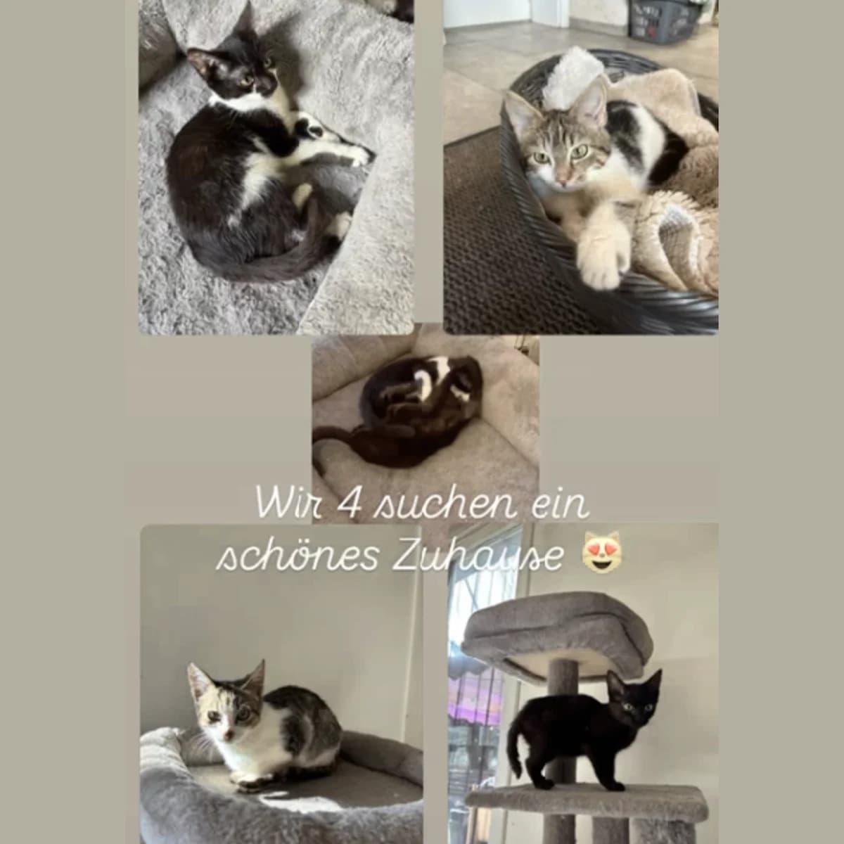4 Katzenkinder, male puppy European Shorthair for adoption at Tierheim Darmstadt, Darmstadt