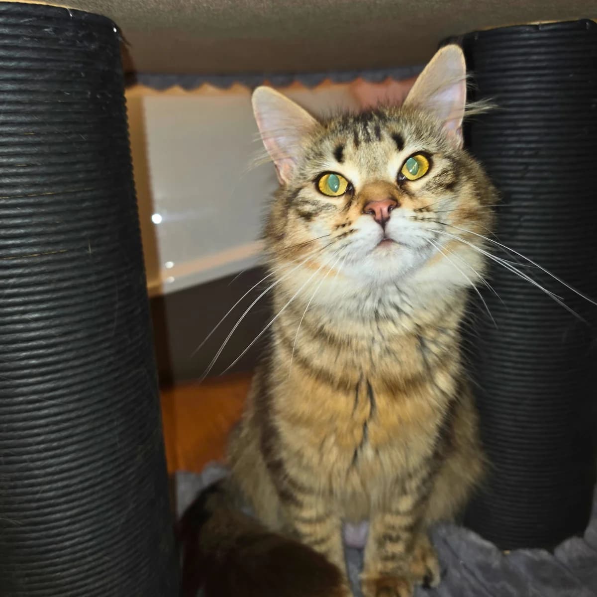 Susi, female young Maine Coon for adoption at Tierheim Darmstadt, Darmstadt