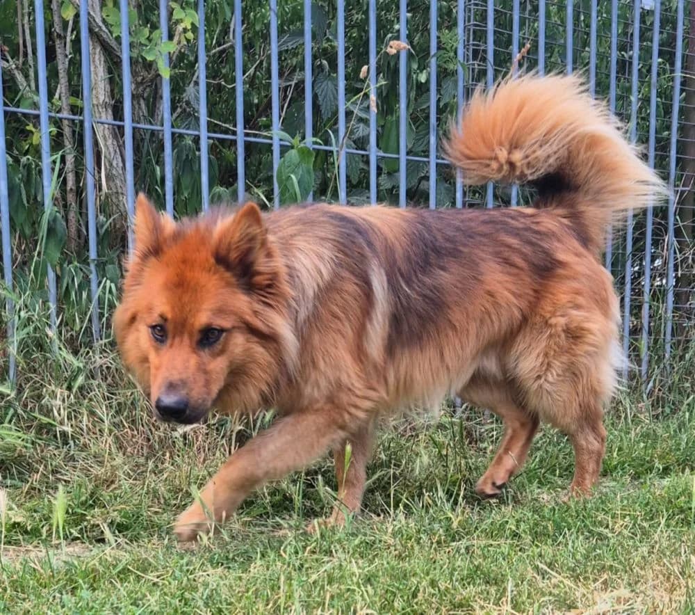 Fred, male 3yo mixed breed for adoption at Tierheim Delitzsch, Delitzsch