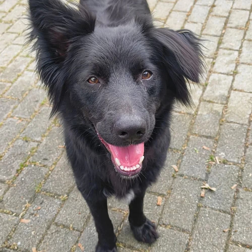 Fee, female 3yo mixed breed for adoption at Tierheim Delitzsch, Delitzsch