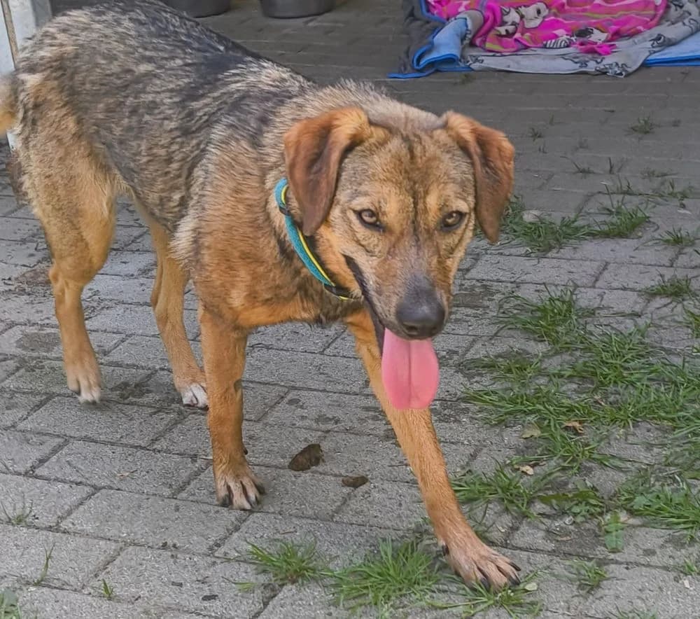 Nika, female senior Mixed Breed for adoption at Tierheim Delitzsch, Delitzsch
