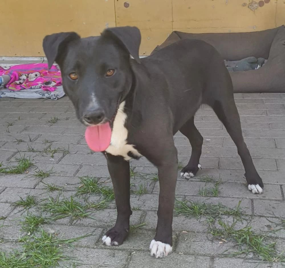 Saphira, female senior Mixed Breed for adoption at Tierheim Delitzsch, Delitzsch