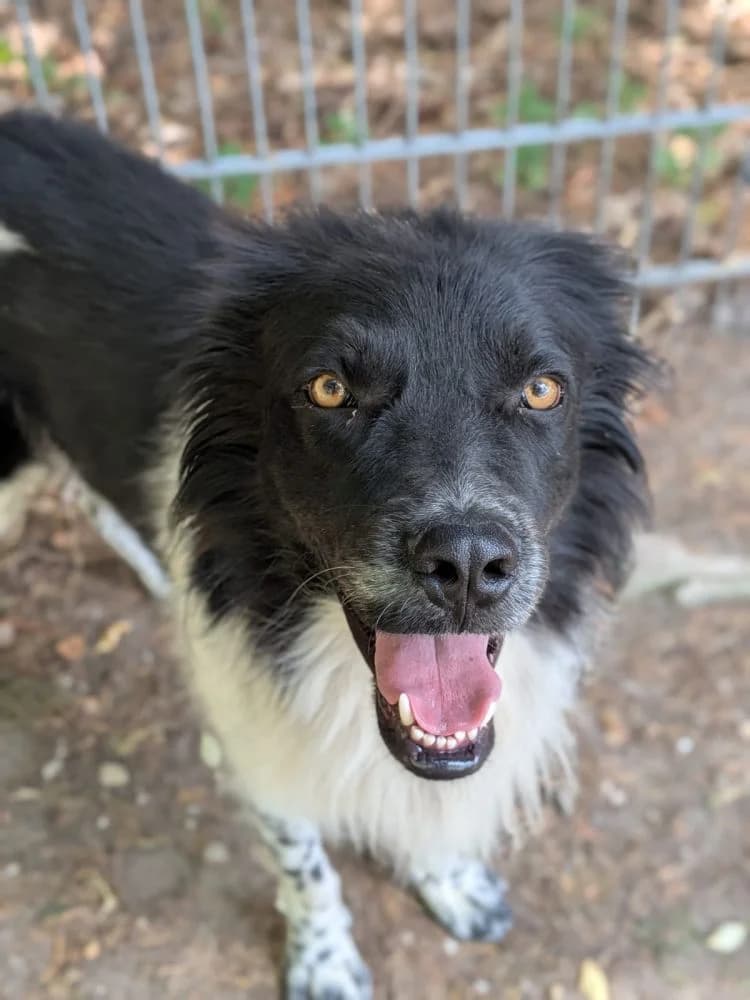 Amigo, male senior Mixed Breed for adoption at Tierheim Delitzsch, Delitzsch