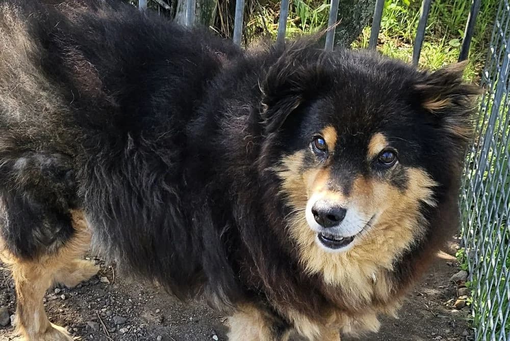 Iluki, male senior Mixed Breed for adoption at Tierheim Delitzsch, Delitzsch