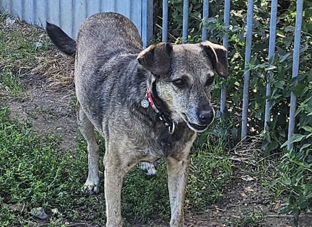 Zelda, female senior Mixed Breed for adoption at Tierheim Delitzsch, Delitzsch