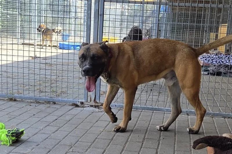 Kai, male senior Mixed Breed for adoption at Tierheim Delitzsch, Delitzsch