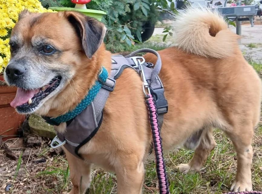 Winston, male senior Mixed Breed for adoption at Tierheim Delitzsch, Delitzsch