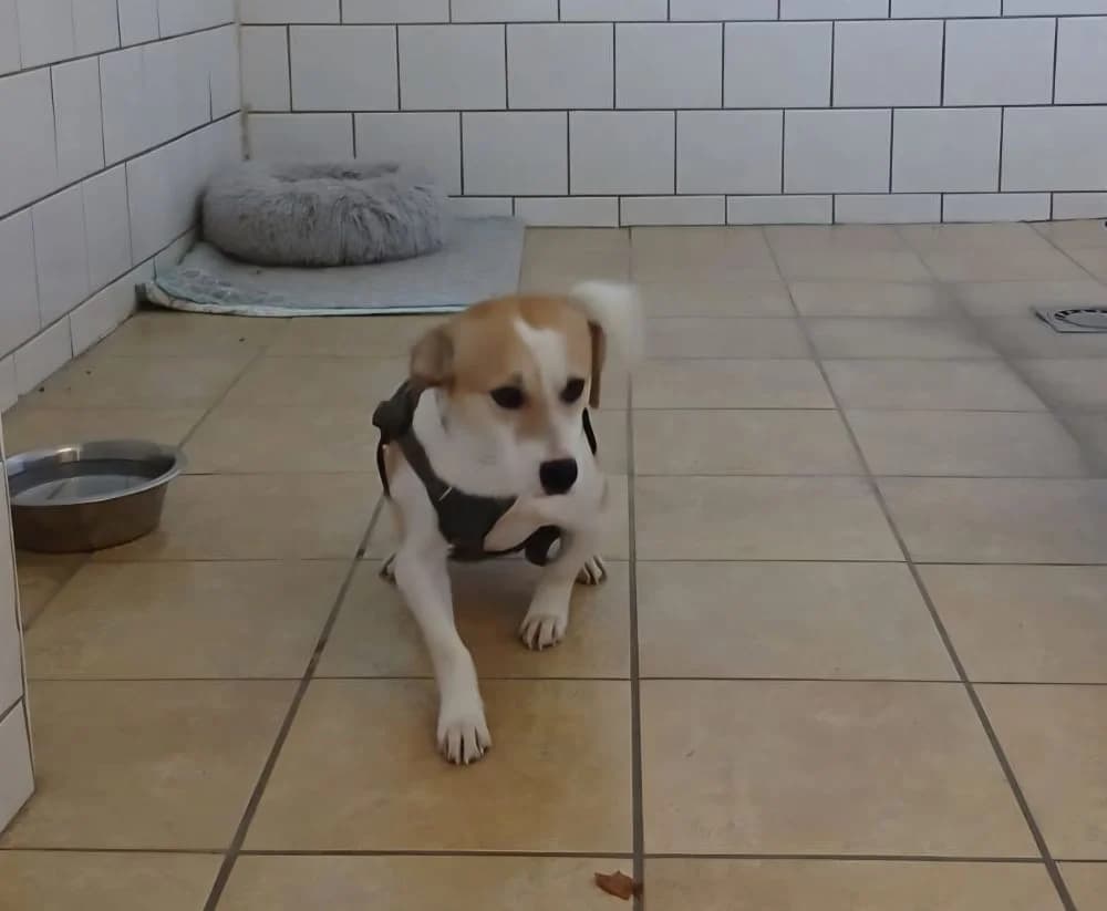 Keni, male senior Mixed Breed for adoption at Tierheim Delitzsch, Delitzsch