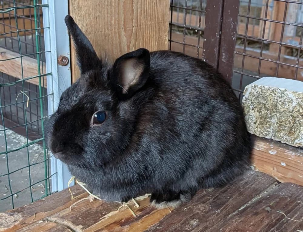 Alma, 5yo Mixed Breed for adoption at Tierheim Delitzsch, Delitzsch