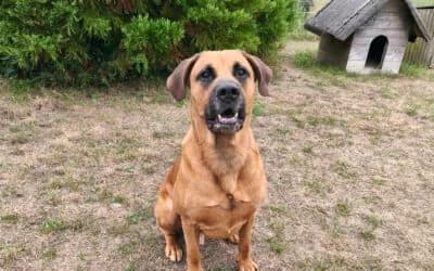 „Balu“ Schäferhund – Ridgeback Mischling, Mixed Breed for adoption at Tierheim Derenburg, Derenburg