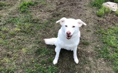 Bella – Mischling, Mixed Breed for adoption at Tierheim Derenburg, Derenburg